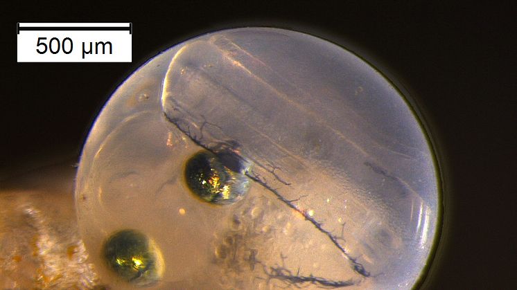 Photo: Capelin egg just before hatching (Photo: Morgan Bender/UiT)