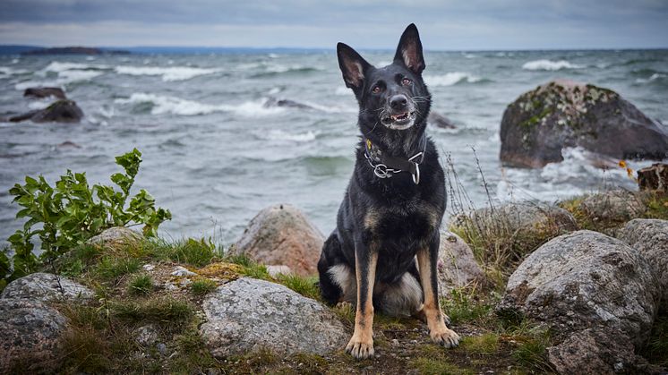 Årets Polishund 2023 Krogstorps Sky på stranden. Foto: Jan-Erik Lindkvist 