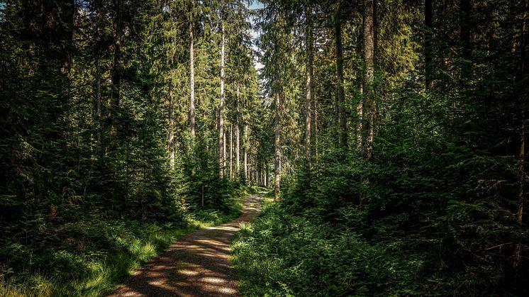 Skog med stig