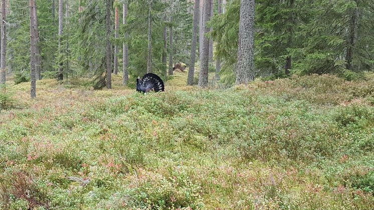 Spelande tjädertupp.