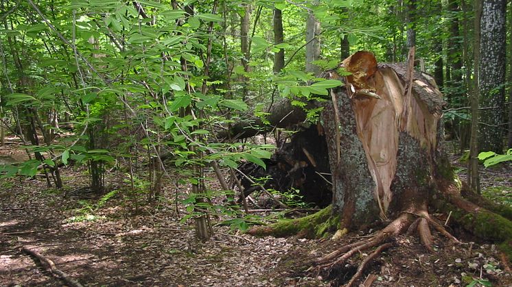 Calluna fortsätter att driva projekt EcoComp, en handelsplattform för ekologisk kompensation och naturbaserad klimatkompensation, en trovärdig och kostnadseffektiv lösning med verkliga åtgärder som gynnar biologisk mångfald i svensk natur.