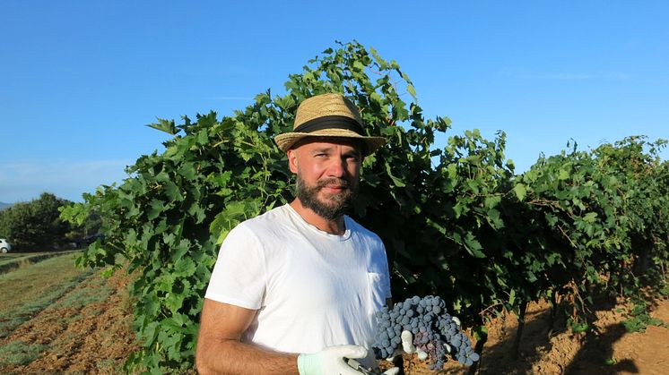 Ronnie Porath på vinplockarresa i Toscana 2013