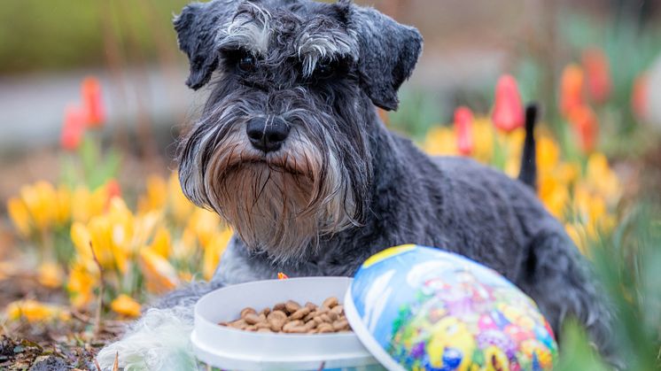 Var försiktig så att hunden inte kommer åt chokladen i påskägget. Dvärgschnauzern Harry får istället hundgodis i påsk.
