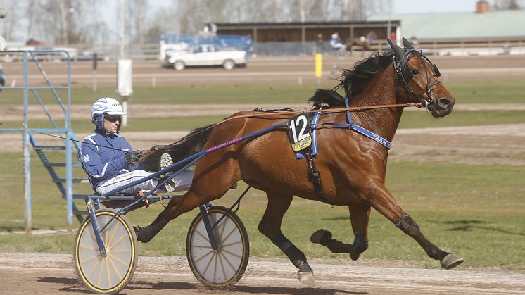 V75 och final för Sommartravet: ​Se upp - här kommer Normans stjärna