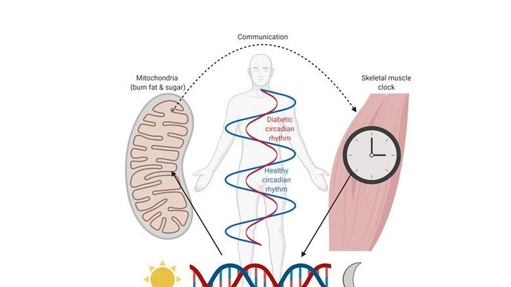 Skelettmusklerna hos individer med typ 2-diabetes har en annan dygnsrytm