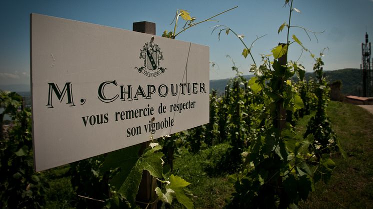 MAISON CHAPOUTIER NYSATSAR MED LIVELY WINES!