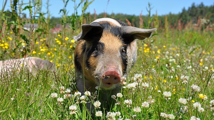 Linderödsgrisens dag infaller alltid den 9 maj. Foto: matildanilsson/Pixaby