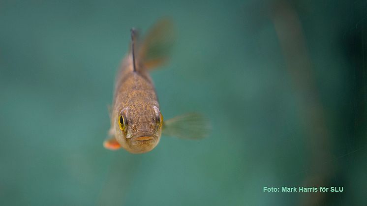 Så mår svensk fisk och skaldjur: uppåt för flera insjöfiskar men sämre för strömming, torsk och gråsej