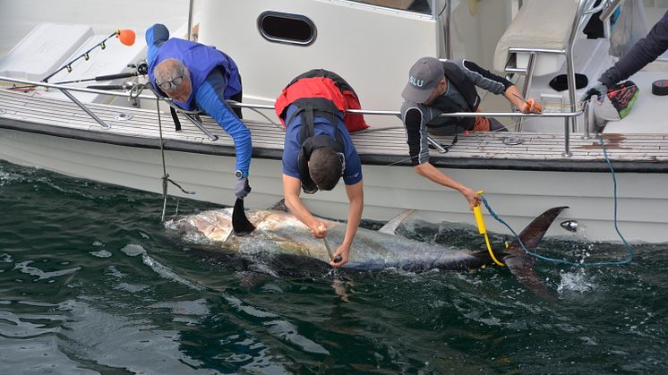 Märkning av tonfisk. Foto: Mikael Ovegård, SLU Aqua