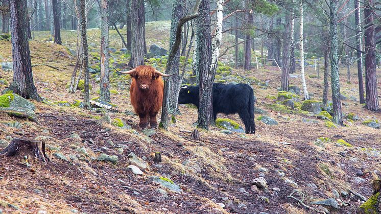 Korna betar i skogen i Brottö kulturreservat. Foto: Jenny Bergensten/Stockholms läns museum.