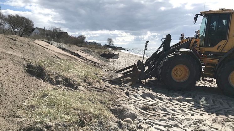 Vi lägger extra resurser på att bevara och stärka den, bland annat genom att strandråg och strandvial ”transplanteras”, det vill säga lyfts bort från en plats intill och läggs upp på de nybyggda sanddynerna.