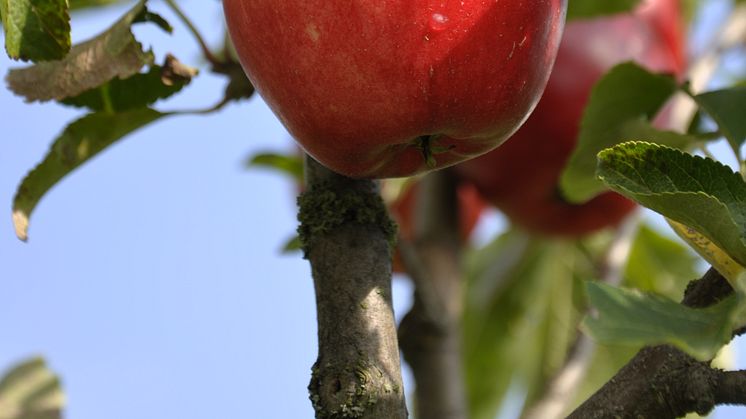 En smak för alla i årets fruktutställning