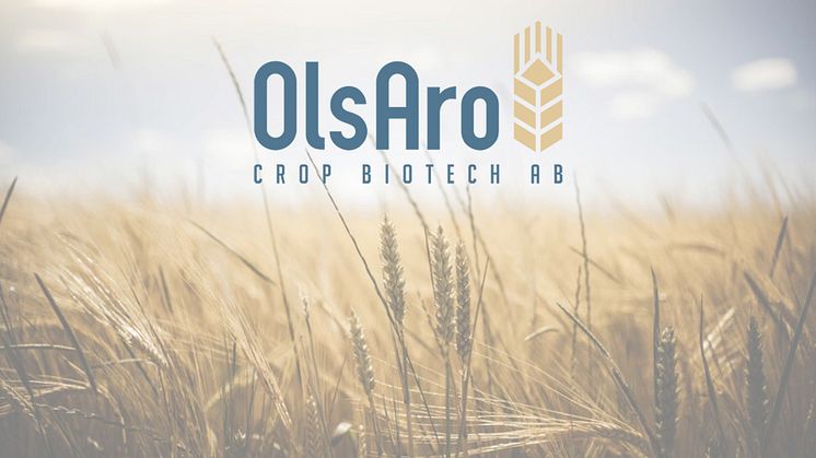OlsAro Crop Biotech raises 5.75 MSEK to enable adaptation of farming to climate change