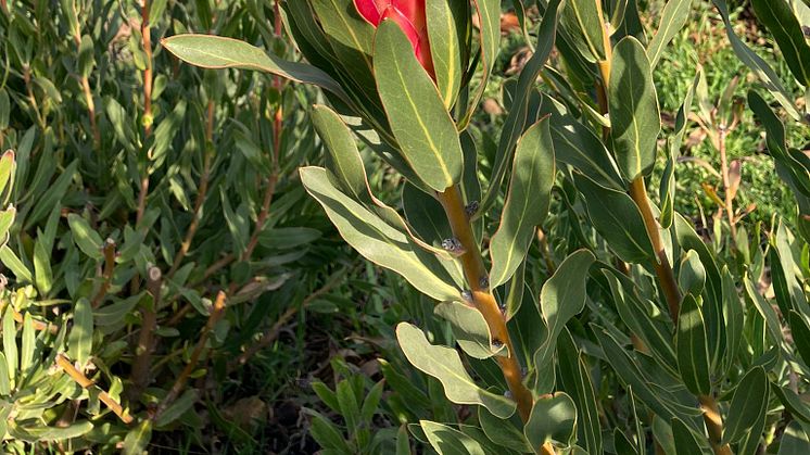 Protea-odling på Kanarieöarna