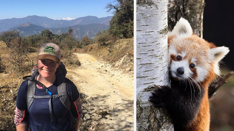 Kolmården i Nepal för att skydda röda pandor