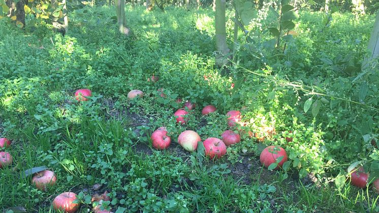 Låt fallfrukten göra fruktansvärd nytta.