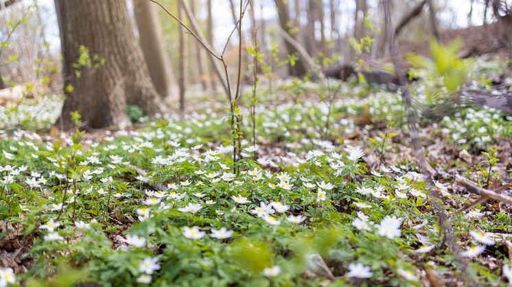 Biskop från Lunds stift inviger Naturreservatet Hjärnarps Prästaskog – Söndag 26 maj