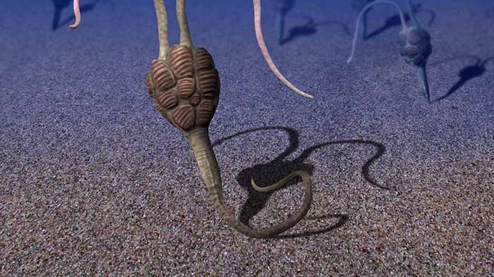 Så här kan det levande djuret ha sett ut för 530 miljoner år sedan. Djurets hade en bepansrad kropp och likheter med både tagghudingar och svalgsträngsdjur. Rekonstruktion Nobumichi Tamura.