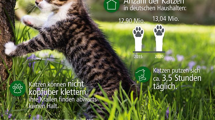 Infografik rund um den Stubentiger