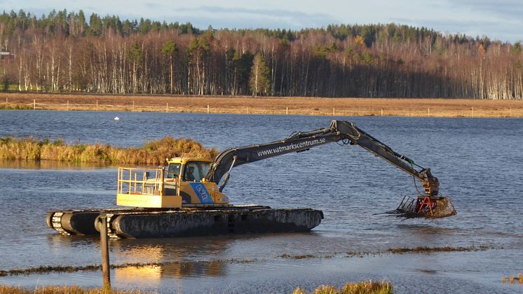 De närmsta två veckorna kommer en flytande grävskopa befria Limsjön i Leksand från vattenaloens grepp. Foto: Staffan Müller