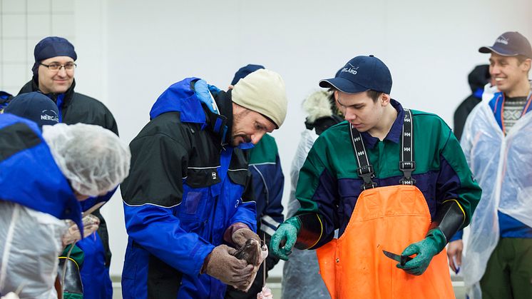 Kronprinz Haakon lässt sich das Skrei-Zungen-Schneiden natürlich nicht entgehen. Auch er erlernt die besondere Schneide-Technik von den jungen Einheimischen.