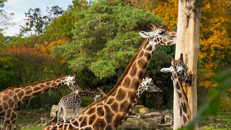 Giraffen im Zoo Leipzig 