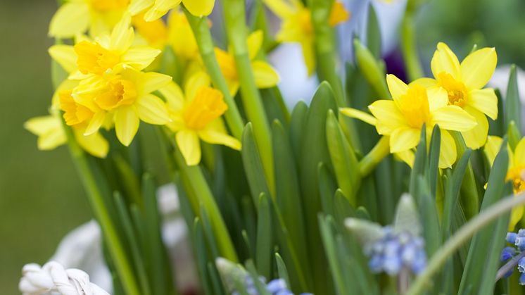 Fånga in påsken med blommor och pynt