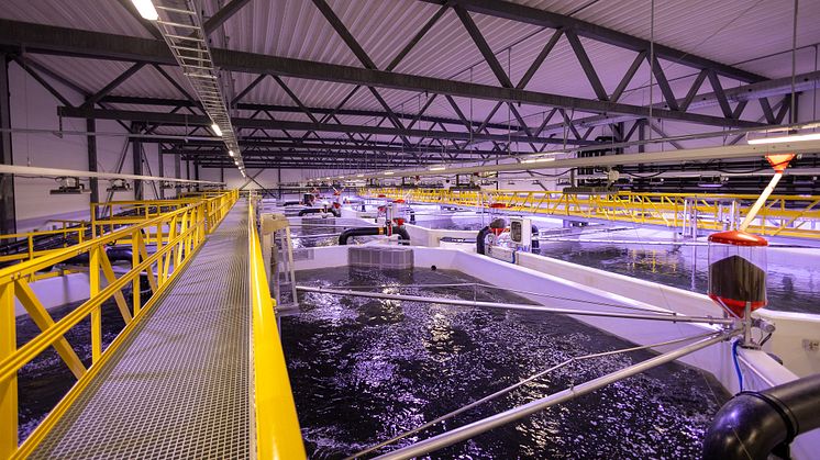 Målsettingen med prosjektet Biosikkerhet i RAS (BRAS) er bedre fiskehelse og -velferd i RAS-anlegg. (Illustrasjonsfoto: Pure Salmon Kaldnes)