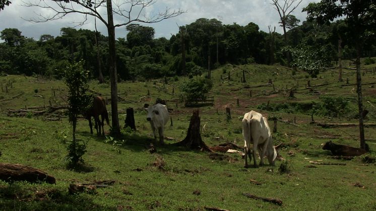 Nicaraguas skove og jord bliver især stålet fra de oprindelige folk for at give plads til kvæg, men også profitten fra illegal tømmerhugst og minedrift får indtrængere til at dræbe oprindelige folk. Foto af Mongabay.com