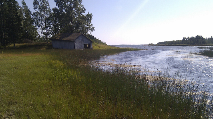 Rapport om ekologisk status för kustvikar i Umeå kommun