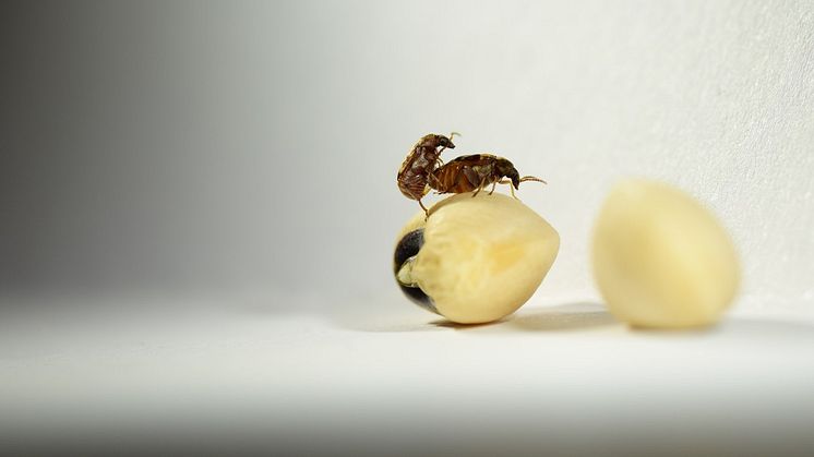 Seed beetles mating