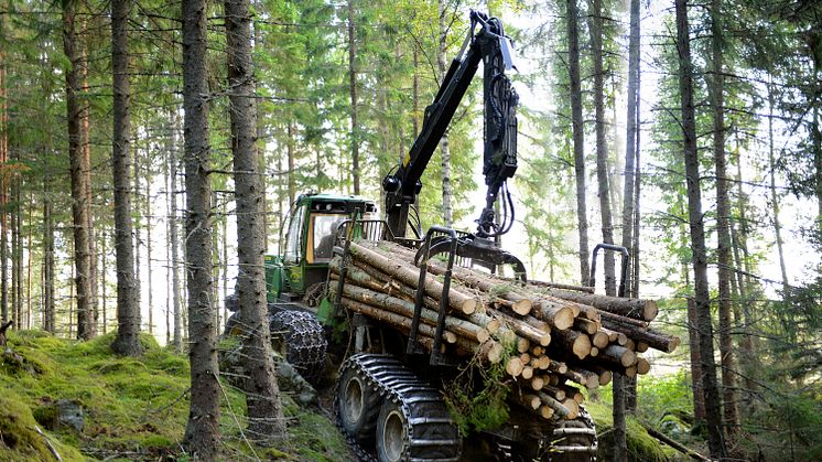 Skog i Norrköpingstrakten. Foto Holmen, Ulla-Carin Ekblom