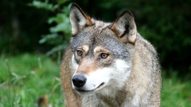 Kamp om virkeligheten i rettsak om norsk ulveforvaltning