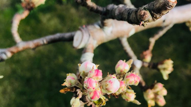 Päronträdet av sorten William i sin blomning på redaktörens koloni!