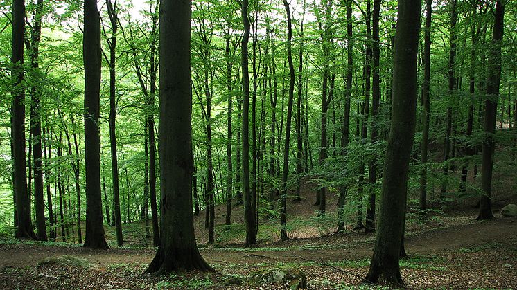 Omslagsbild till Skogsdata 2023. Bokskog vid Skäralid, Söderåsens nationalpark i Skåne. Foto: Ola Borin, SLU