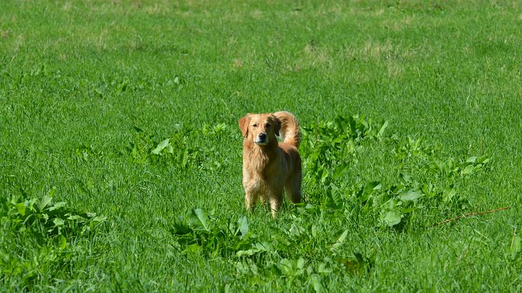 Ta hand om hunden i sommar