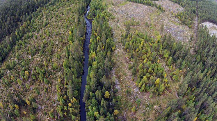 Naturhänsyn fungerar: Sparad strandskog gynnar mångfald