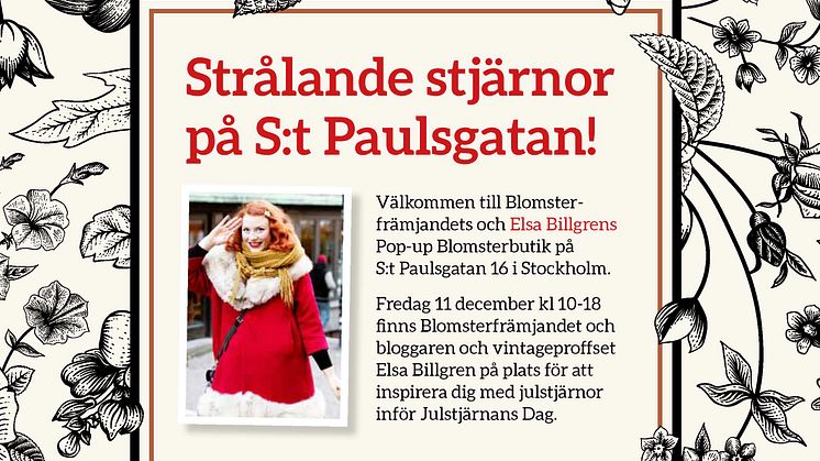 Välkommen till Elsa Billgrens och Blomsterfrämjandets pop-up butik med strålande julstjärnor