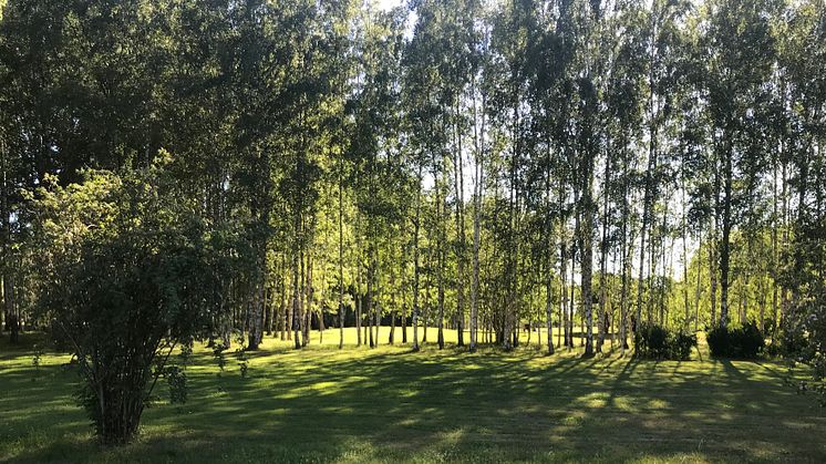 Område i Järva DIscGolfPark som ska kalhuggas i Kyrkogårdsförvaltningens upphandling.