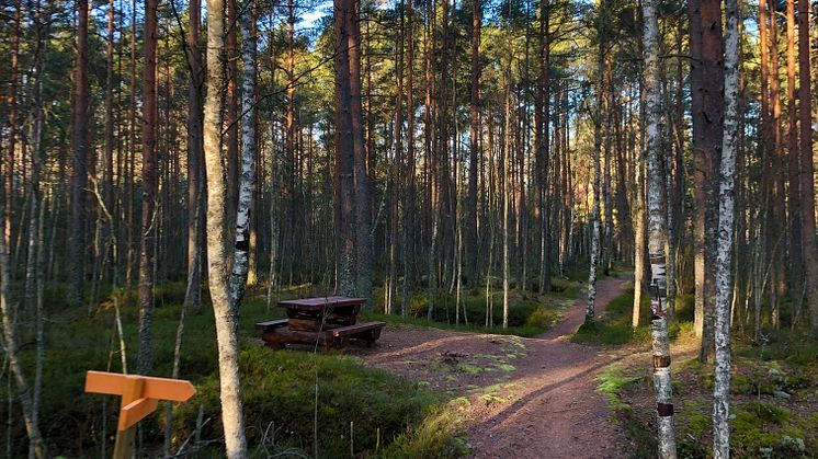 Rastplats vid Molkomsmossens vandringsled