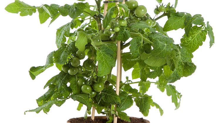 Tomatplantor i mindre krukor behöver planteras om i en större kruka med stor jordvolym för att kunna växa sig stora.