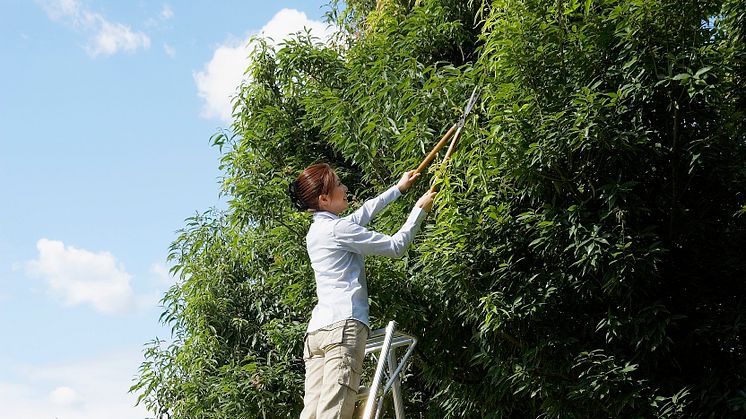 Japansk stege är Årets Trädgårdsprodukt 2018.