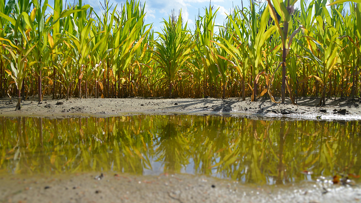 EXPERT COMMENT: The secret world of puddles