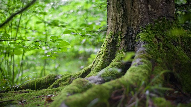 Ny satsning tar hänsyn till klimatet i stålprojekt