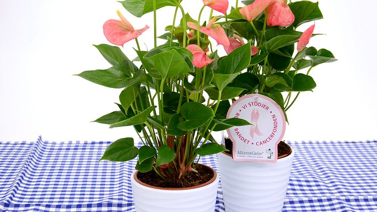 Dagens Rosa Produkt 28 oktober - en Rosenkalla från Mäster Grön