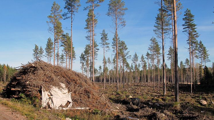 Biobränsle från avverkning. Foto: Kjell Andersson, Svebio