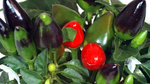 Capsicum – en ”eldig” krukväxt i höstmörkret