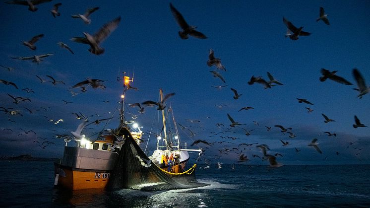 Norsk torsk återfår MSC-certifiering
