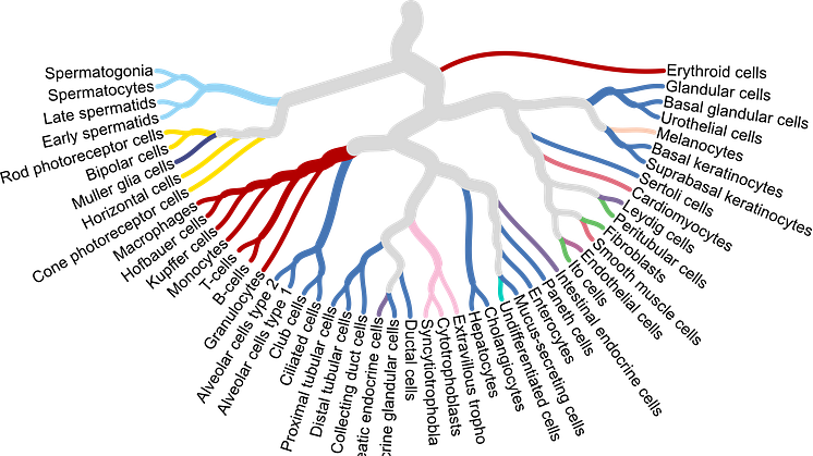 The relationship between some of the major human cell types analyzed in the publication by Karlsson et al (2021). Image: Human Protein Atlas