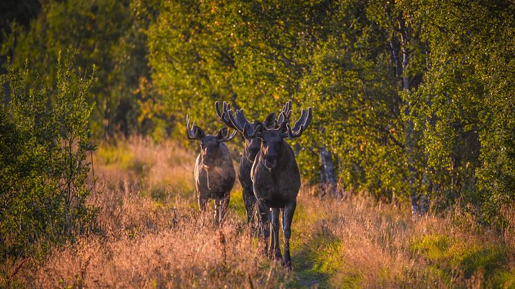 elg_©Jens_Birkeland_Vesterålen_Tours